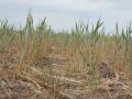 A poor stand of winter wheat in Texas due to drought conditions in 2022. Crop insurance indemnities were a record in 2022, topping the drought year of 2012. Sen. Sheldon Whitehouse, D-R.I., set a hearing on June 7 in the Senate Budget Committee to look at the impacts of climate change on agriculture and the potential costs to taxpayers. 