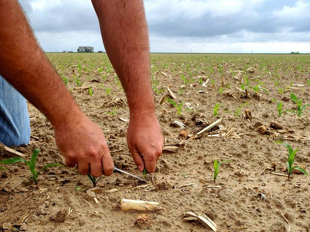 Tissue testing is an important part of managing the corn crop on Arnusch Farms, in Keenesburg, Colorado. (Photo courtesy of Marc Arnusch Farms)