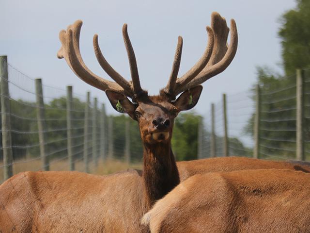The first wildlife case of NWS was detected in an elk harvested at a game farm in Pecos County, Texas. (Photo courtesy of Dave Tonge)