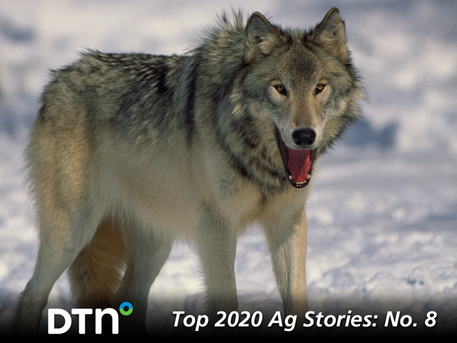 The Trump administration took a number of actions to deregulate agriculture that affected water, pesticides, agriculture labor and the environment. One of the deregulations included delisting gray wolves from the Endangered Species Act. (DTN file photo)
