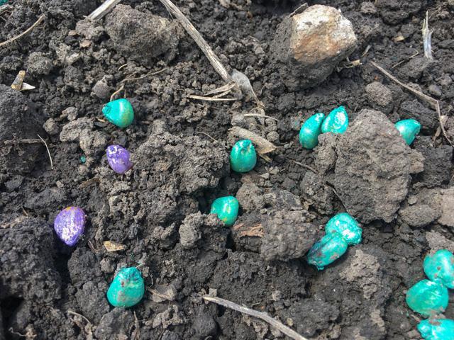 Nearly 100% of commercial corn seed is treated with pesticides before planting, but only a small fraction of the insecticides are taken up by the plant, leaving the rest free to leach into soils and water. (DTN photo by Pamela Smith) 