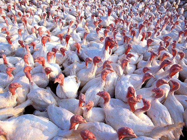 Cargill announced on Tuesday that it will close its turkey production plant in Springdale, Arkansas, effective in August. (DTN file photo)