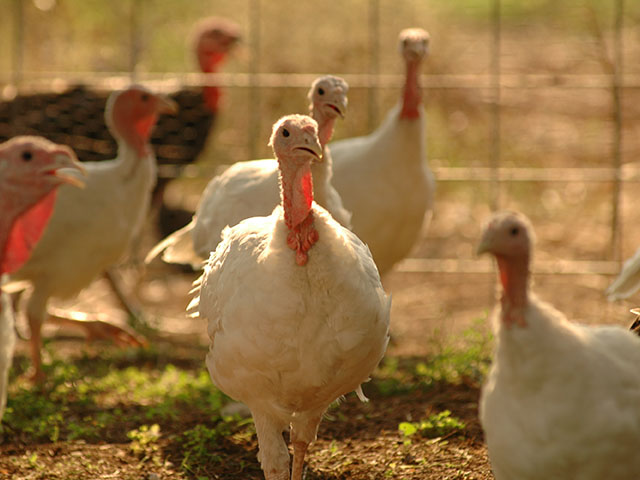 A number of animal rights groups have asked the Federal Trade Commission to require Cargill to change marketing claims about its turkey products. (DTN file photo by Jim Patrico)