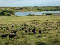 Turkey Track Ranch in the Texas Panhandle has recovered from a historic wildfire. (Photo courtesy of Icon Global)