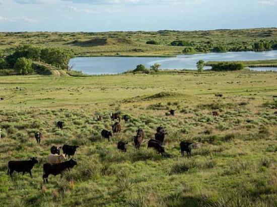Turkey Track Ranch in the Texas Panhandle has recovered from a historic wildfire. (Photo courtesy of Icon Global)