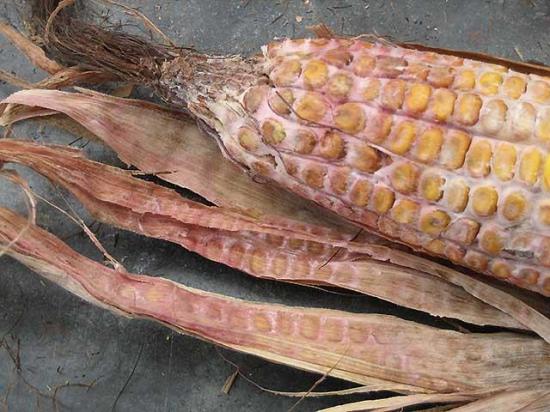 Gibberella ear rot in corn is caused by Fusarium graminearum, the same the mycotoxigenic fungus that causes Fusarium head blight (scab) in wheat. (Photo by Charles Woloshuk, Purdue University)