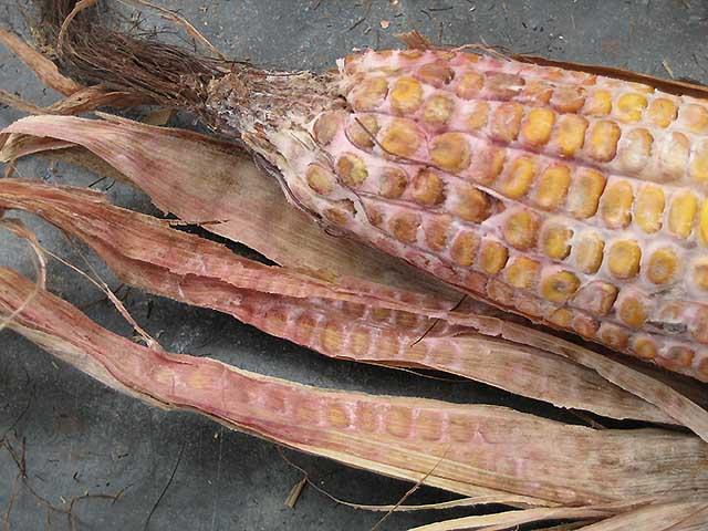 Gibberella ear rot can be identified most readily by the red or pink color of the mold. It almost always begins at the tip of the ear. (Photo by Charles Woloshuk, Purdue University)