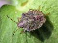 Brown marmorated stink bugs are one of several species that can infest late-season soybeans and cause both yield and quality loss. (Photo by Russ Ottens, University of Georgia)