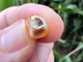 Are you seeing a dab of darkness at the end of the kernel? That&#039;s black layer, and it means the corn plant is done moving sucrose into the kernel. (DTN photo by Pamela Smith)
