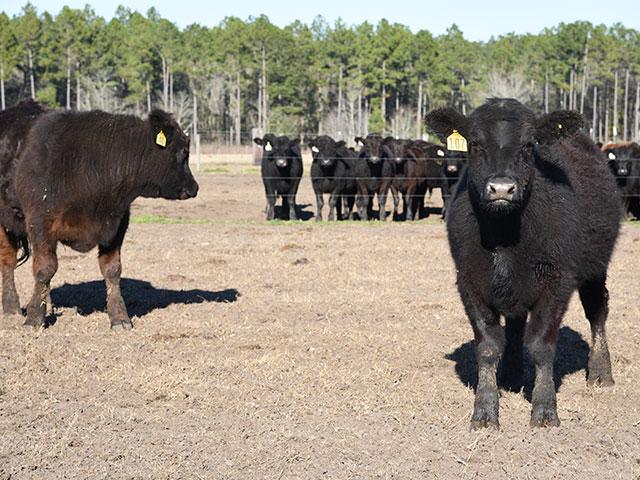 A calf that is a chronic bloater may be suffering from some form of nerve damage. (DTN/Progressive Farmer file photo by Becky Mills)