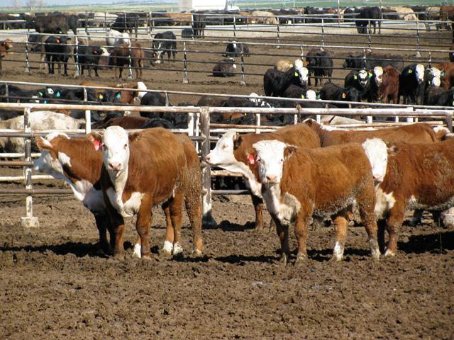 A battle between environmental groups and agriculture interests over regulating confined animal feeding operations moves to the U.S. Court of Appeals for the Ninth Circuit. (DTN/Progressive Farmer file photo by Vicki Myers)