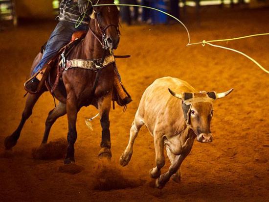 Rodeo events often mimic skills used on a farm or a ranch, creating concerns that any broad bans against rodeo equipment would also affect agricultural operations. (Getty Images photo)