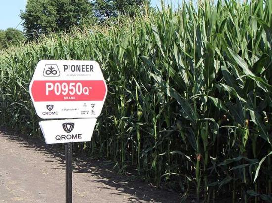 Corteva filed a lawsuit against Inari Agriculture, alleging infringement on its patent for the transgenic trait behind its Qrome seed corn. (DTN photo by Pamela Smith)