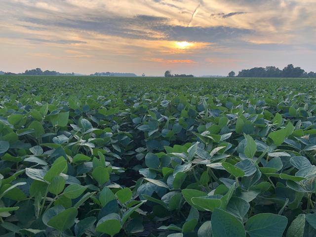 Sometimes the grain markets don't quite add up. Fundamentals get trumped by forces we can't quite fathom. Here we are. (DTN photo by Philip Shaw)