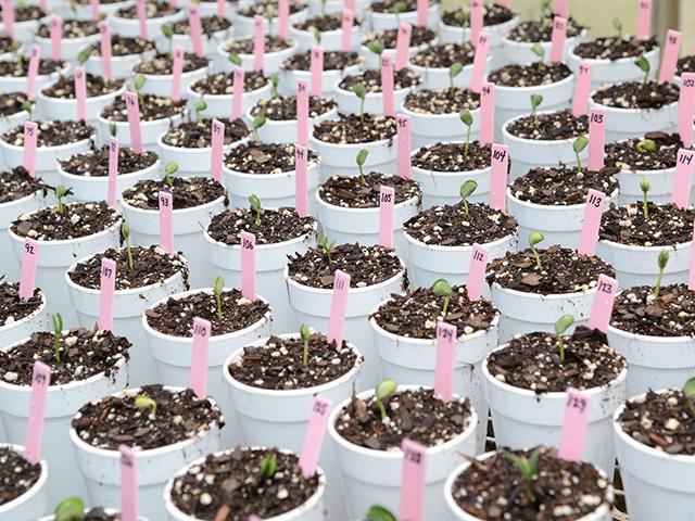 Unlocking secrets hidden within crop genomes has advanced abilities to produce crops with greater tolerance to environmental stresses and stronger resistance to pests and diseases. (Photo provided by the University of Georgia)