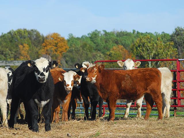 Spot-trade volumes in the beef industry have been discussed for years, but solutions everyone could agree on have been evasive. (Progressive Farmer photo by Mike Boyatt)