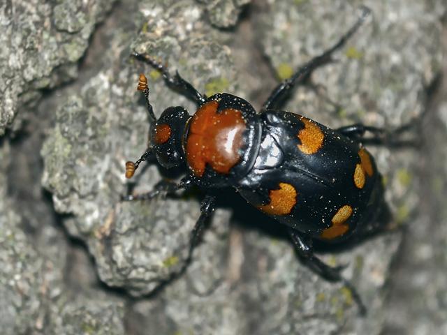 Under the EPA&#039;s draft Insecticide Strategy, the American burying beetle and its critical habitat would receive additional protections from pesticides, along with hundreds of other species and their habitats. (Photo courtesy of the U.S. Fish and Wildlife Service)