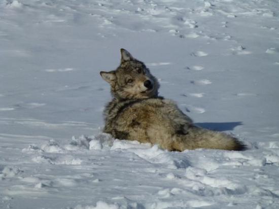 Gray wolves could lose their protections under the Endangered Species Act after the House passed a bill ordering the delisting of the wolf. (Photo by Eric Cole-USFWS; public domain)