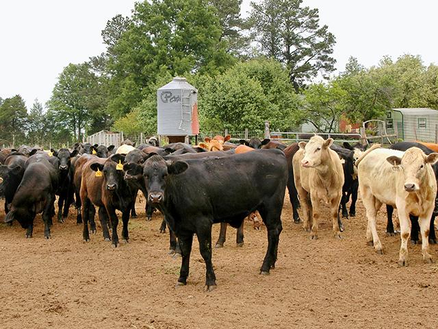 Ringworm spores can live in the environment for years. (DTN/Progressive Farmer file photo by Becky Mills)