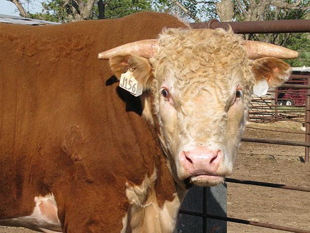 When a bull presents with foot or leg problems, it&#039;s important to think about how dependable he can really be as a herd sire. (DTN/Progressive Farmer file photo)