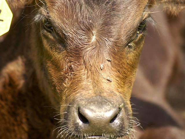 Knowing how to properly control flies on cattle can help prevent health problems and economic losses. (DTN/Progressive Farmer file photo by Jim Patrico)