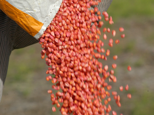 An antitrust lawsuit argues that the cost of crop inputs, like seed and chemicals, have outpaced yield gains, putting a financial squeeze on farmers. It argues this trend was exacerbated by a boycott of online sales platforms. (DTN/Progressive Farmer file photo)