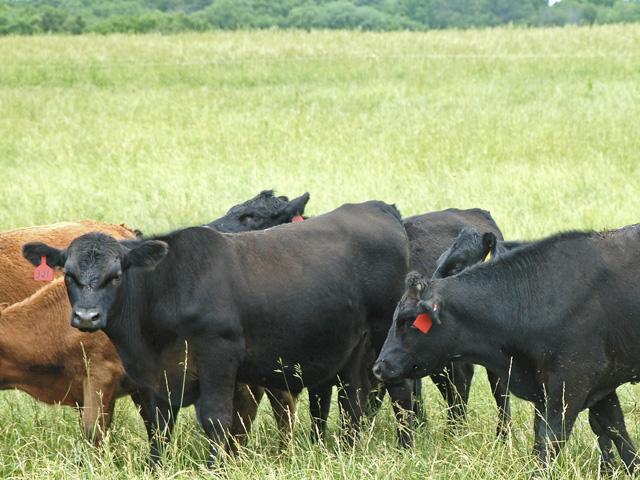 North Dakota livestock producers should consider utilizing supplemental forages and even annual forages as drought invades the Northern Plains and lowers forage production. (DTN file photo)