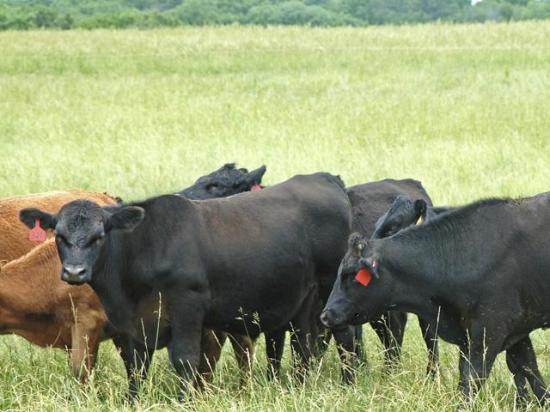 North Dakota livestock producers should consider utilizing supplemental forages and even annual forages as drought invades the Northern Plains and lowers forage production. (DTN file photo)
