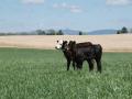 Chronic bloaters are a challenge to treat. (DTN/Progressive Farmer file photo by Becky Mills)