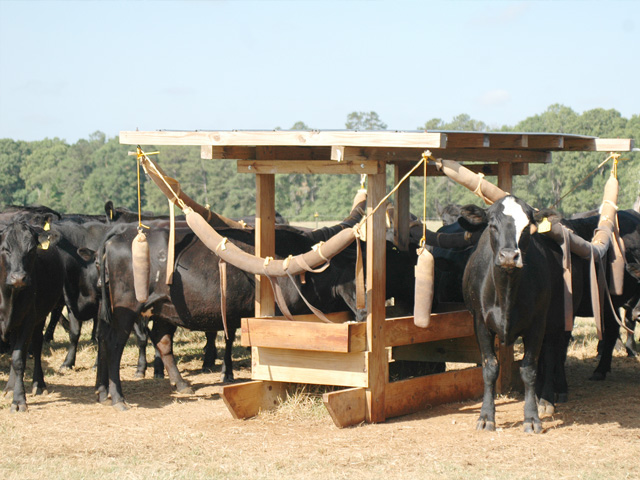 Backrubs and dust bags are an old, but effective, way to boost fly control. (PF photo by Becky Mills)
