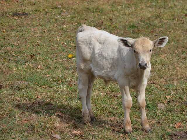 Swollen joints on calves at one farm, but not the other, have a producer wondering if location is a factor. (PF photo by Victoria G. Myers)