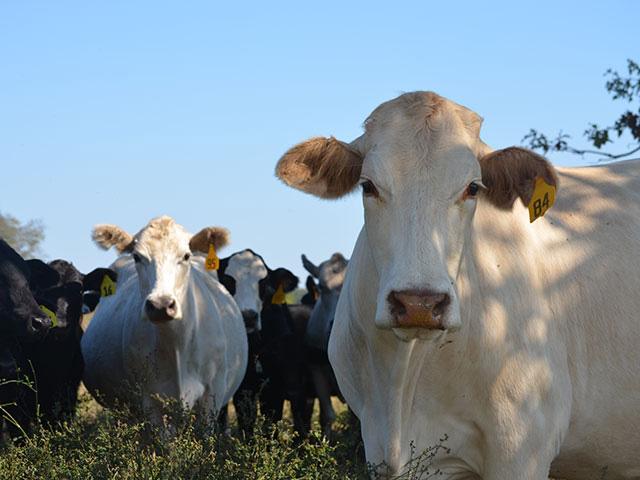Salt drives cattle to minerals, so be careful of having salt blocks out as well as a complete mineral. (DTN/Progressive Farmer file photo)