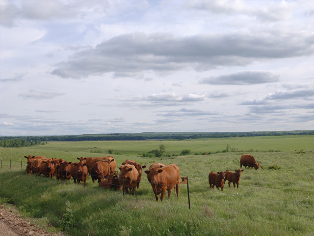 A group of bored cows can sometimes find odd ways to spend their time. (PF photo by Jim Patrico)