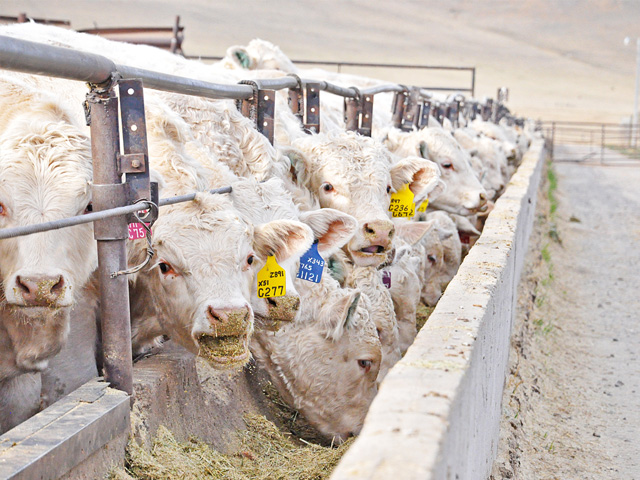Keep track of data when trying a prebiotic or probiotic as part of your management plan.(Progressive Farmer photo by Chris Clayton)