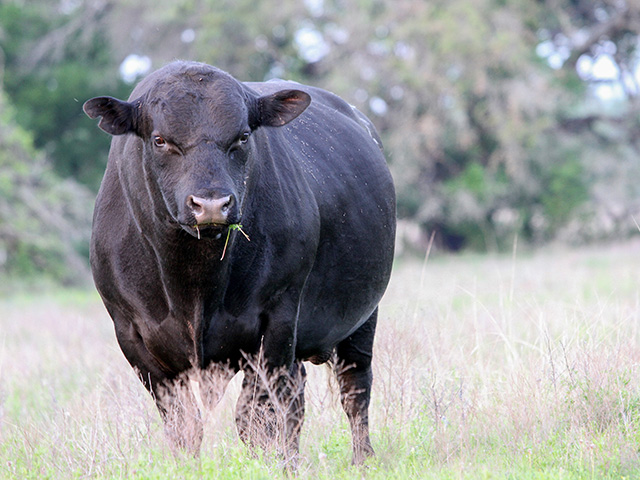 There is a long list of things that can go wrong with a bull, most of which can be detected with an annual breeding soundness exam. (Progressive Farmer photo by Karl Wolfshohl)