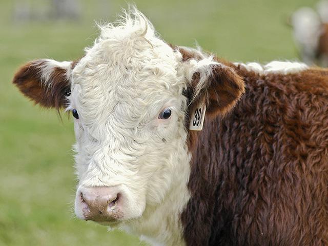 Fifty cattle and a moose in a localized area of Wyoming have died from anthrax, which hasn&#039;t been found in the state for nearly 50 years. (DTN/Progressive Farmer file photo by Ken McMillan)