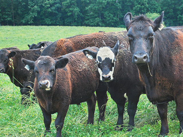 Black cattle, with a reddish brown tint to their hair, may be low in copper. (DTN/Progressive Farmer photo by Boyd Kidwell)