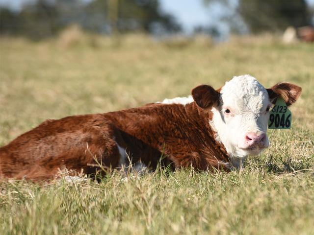 A "curve bender" is a calf with a low birthweight but a high weaning and yearling weight. (DTN/Progressive Farmer photo by Joe Link)
