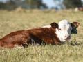 A "curve bender" is a calf with a low birthweight but a high weaning and yearling weight. (DTN/Progressive Farmer file photo)
