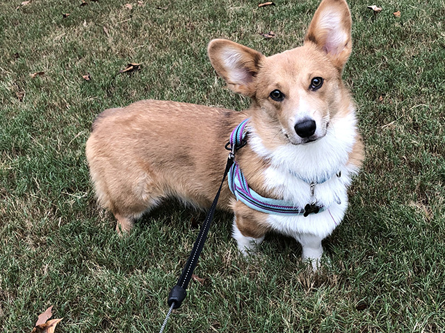 In some cases, COVID restrictions have limited conversations between veterinarians and pet owners. (Progressive Farmer photo by Victoria G. Myers)