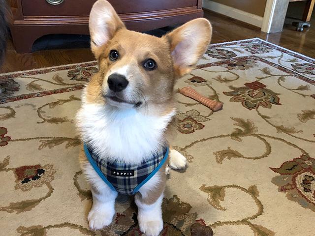 A once-a-year preventative for heartworms in dog is now available. (PF photo by Victoria G. Myers)