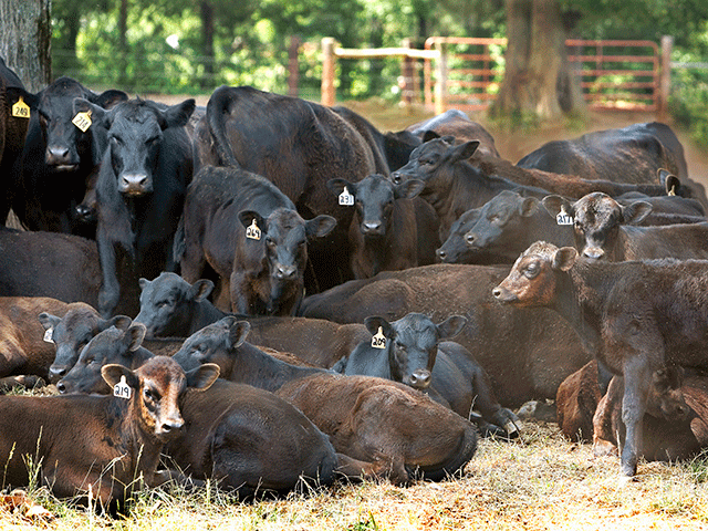The right time to tag new calves can be different in every operation. (Progressive Farmer photo by Victoria G. Myers)