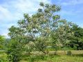After storms downed trees are common in pastures, but some types, including the Chinaberry, may be toxic to livestock. (Getty Images photo)