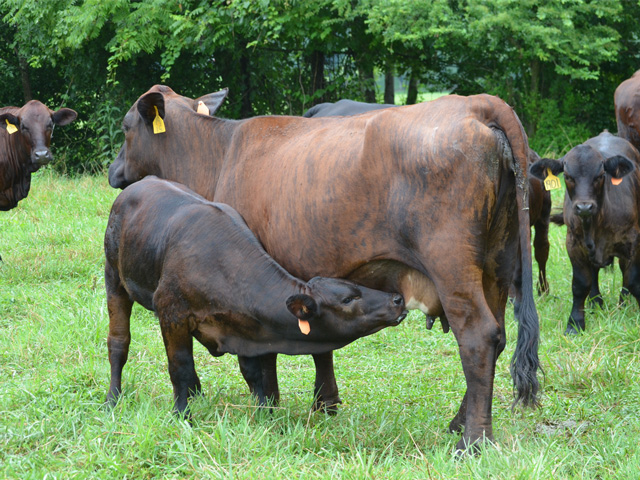 Vaccination programs should be timed to work with a calf&#039;s immune system. (DTN/Progressive Farmer photo by Victoria G. Myers)