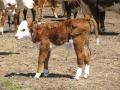 Contracted tendons can occur when a large, developing calf's legs don't have room to move and stay flexed in the last weeks of gestation. Large calves are also more likely to have difficulty being born. (DTN/Progressive Farmer file photo)
