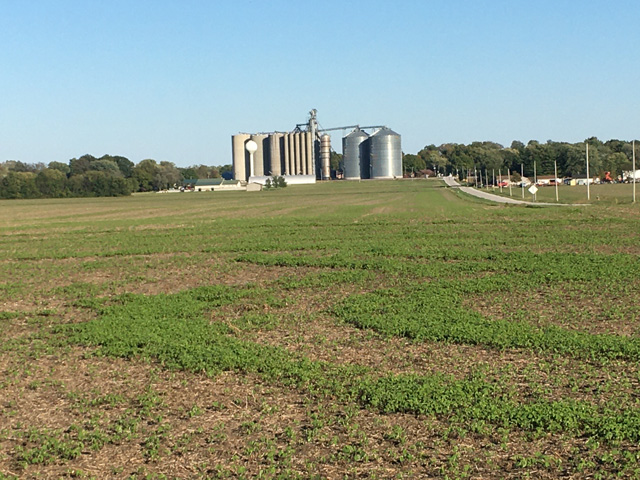 Many harvested soybean fields, like this one in central Illinois, have greened up with volunteer soybeans. Frost will doom the tender seedlings. (DTN photo by Pamela Smith)