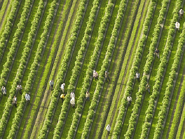 Farmers told the Senate Judiciary Committee on Wednesday there is a need to reform the immigrant labor system. (DTN file photo by Jim Patrico)