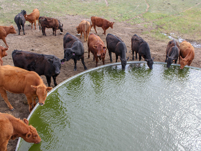 Quickly spotting a problem with a water source helps any cattle operation run more smoothly.(University of Nebraska photo by Troy Walz)