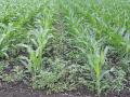 Depending on the crop height or growth stage, time may be running out to spray herbicides over the top of corn. (DTN photo by Pamela Smith)