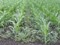 Depending on the crop height or growth stage, time may be running out to spray herbicides over the top of corn. (DTN photo by Pamela Smith)
